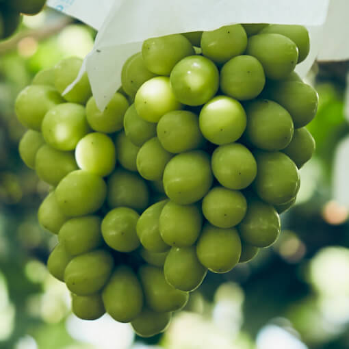 Load image into Gallery viewer, SHINE MUSCAT  GRAPES