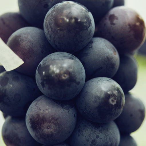 Load image into Gallery viewer, PIONE GRAPES