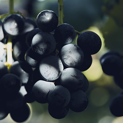 Load image into Gallery viewer, KYOHO GRAPES
